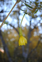 Oenothera longissima
