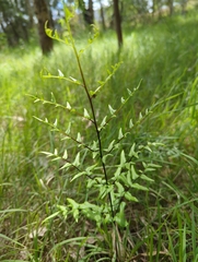 Cheilanthes viridis