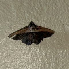 Selenisa lanipes