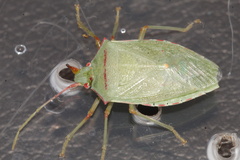 Chlorocoris rufopictus