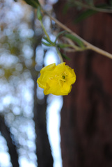 Oenothera longissima