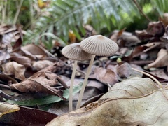 Coprinellus impatiens