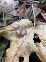 Coprinellus impatiens