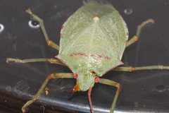 Chlorocoris rufopictus