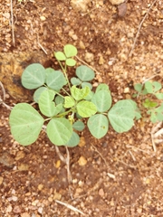 Oxalis barrelieri