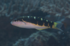 Thalassoma jansenii