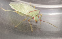 Chlorocoris rufopictus