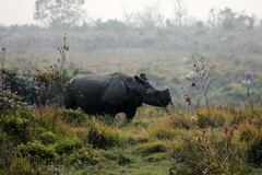 Rhinoceros unicornis