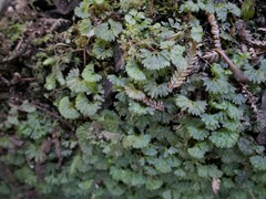 Hymenophyton flabellatum