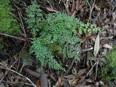 Lindsaea trichomanoides