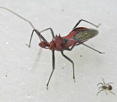 Gminatus wallengreni