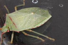 Chlorocoris rufopictus