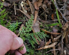 Lindsaea trichomanoides