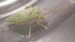 Chlorocoris rufopictus