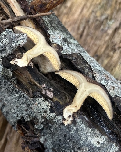 Žieminė Skylėtbudė nuotrauka