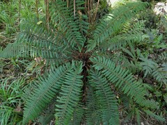 Polystichum vestitum