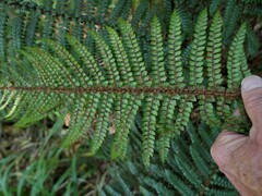 Polystichum vestitum