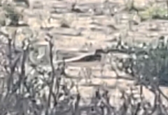 Charadrius vociferus