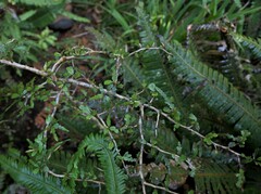 Elaeocarpus hookerianus