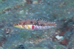 Halichoeres nebulosus