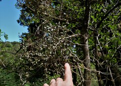 Elaeocarpus hookerianus