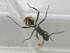 Polyrhachis brisbanensis
