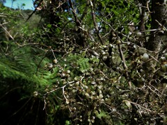 Elaeocarpus hookerianus