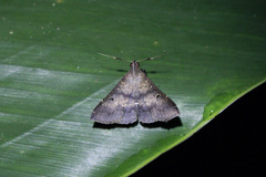 Renia bipunctata