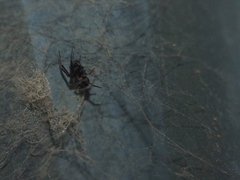 Steatoda borealis
