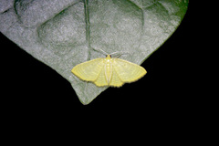 Eois marcearia