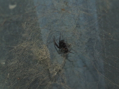 Steatoda borealis