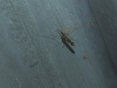 Anopheles punctipennis