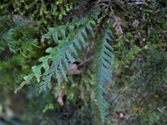 Notogrammitis heterophylla