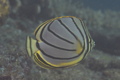 Chaetodon meyeri