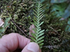 Notogrammitis heterophylla