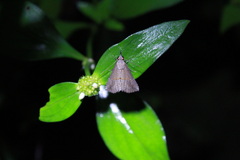 Hypena porrectalis