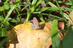 Hermeuptychia canthe