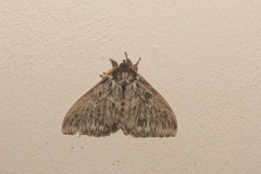 Dirphia radiata
