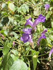 Strobilanthes formosana