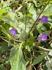 Strobilanthes formosana