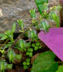 Perilla frutescens