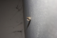 Eusarca concomitaria