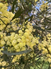 Acacia retinodes
