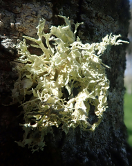 Ramalina erumpens
