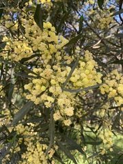 Acacia retinodes