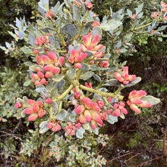 Phyllocladus alpinus