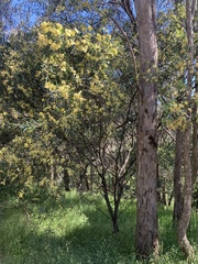 Acacia retinodes
