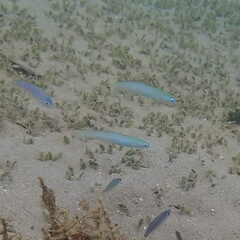 Ptereleotris microlepis