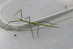 Anchiale austrotessulata