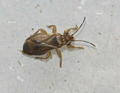 Thaumastocoridae